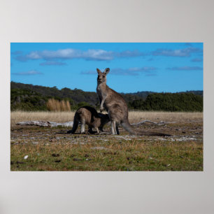 Affiche Kangaroo et Joey