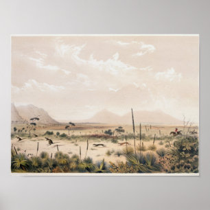 Affiche Kangaroo Hunt