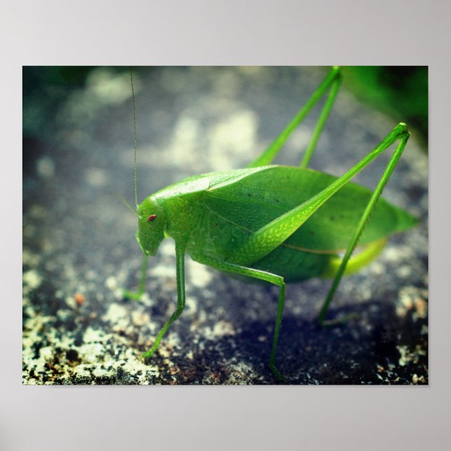 Affiche Katydid Grasshopper Insect Close (Devant)