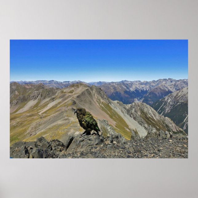 Affiche Kea dans Arthur's Pass (Devant)