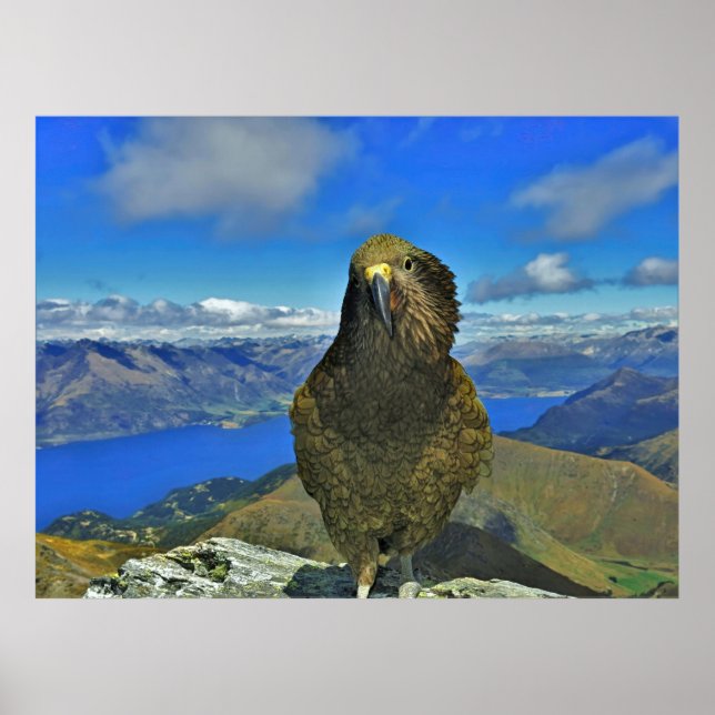 Affiche Kea de Ben Lomond (Devant)