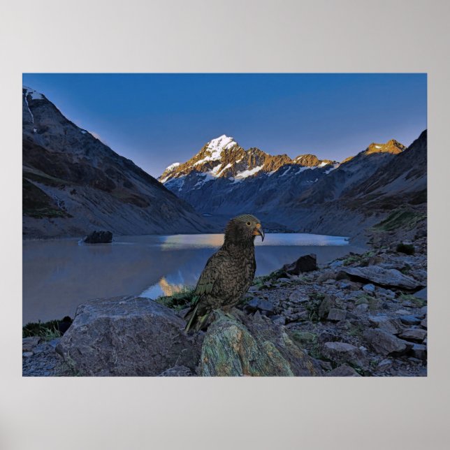 Affiche Kea et Aoraki (Devant)