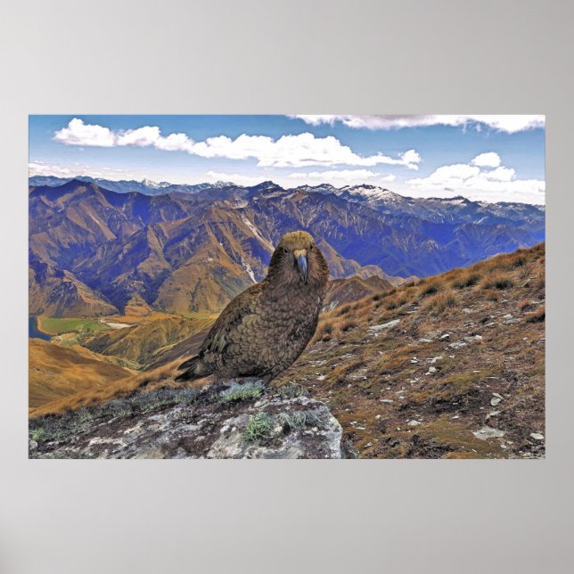 Affiche Kea Kountry (Devant)