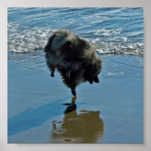 Affiche Keeshond Ballet Photographie - Joli chien d'origin