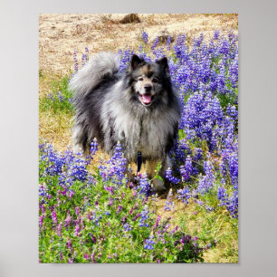 Affiche Keeshond dans la fleur de lupine