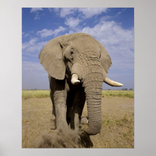 Affiche Kenya : Parc national d'Amboseli, éléphant mâle