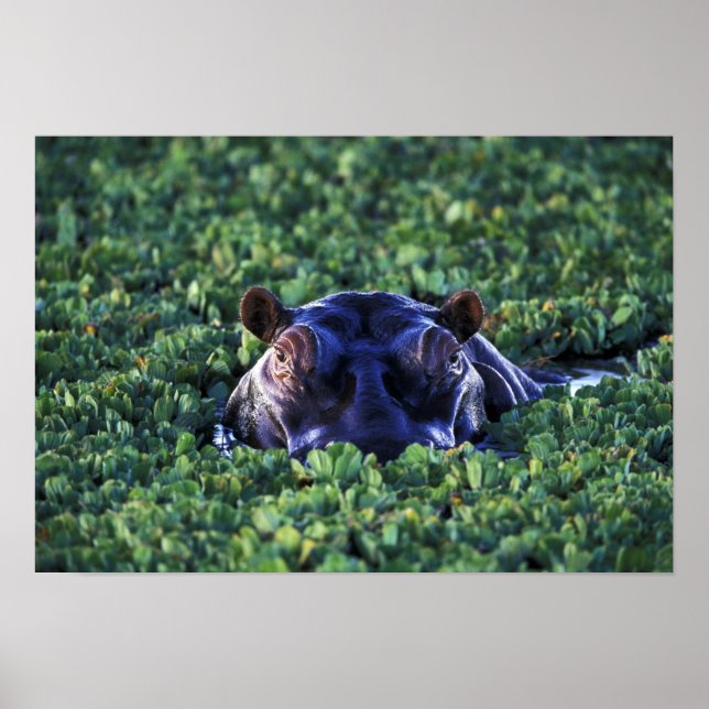 Affiche Kenya, Réserve nationale du Masaï Mara. (Devant)