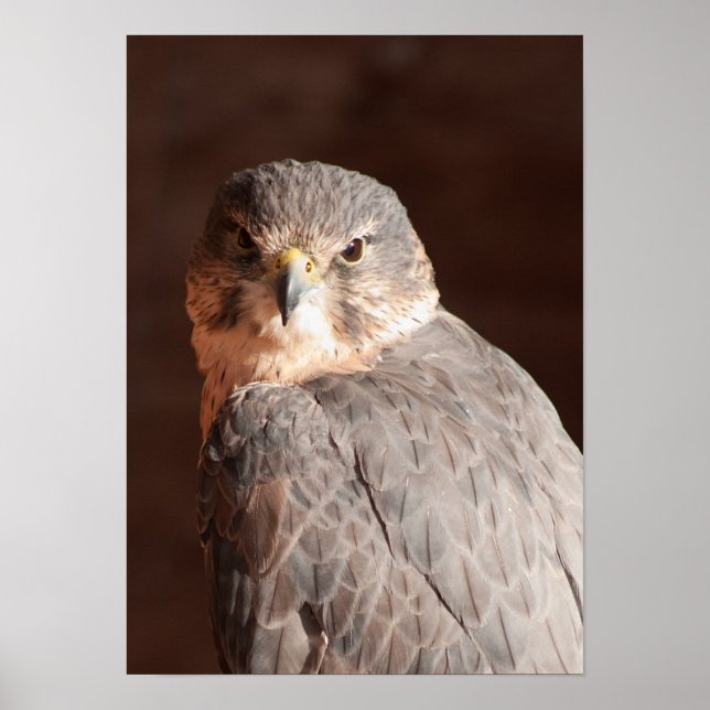 Affiche Kestrel (Devant)