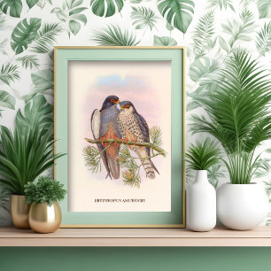 Affiche Kestrel à ailes blanches