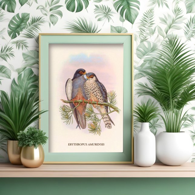 Affiche Kestrel à ailes blanches (Créateur téléchargé)