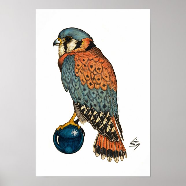 Affiche Kestrel américain (Devant)