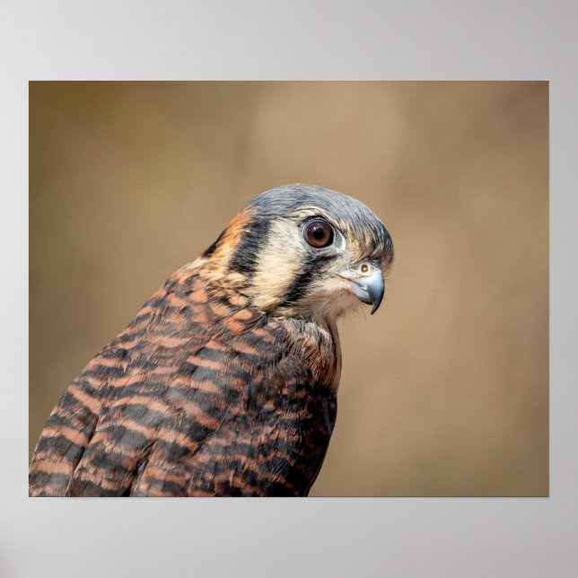 Affiche Kestrel américain 20x16 (Devant)