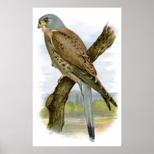 Affiche Kestrel commun - Falco tinnunculus