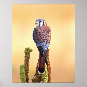 Affiche Kestrel, Falco sparverius, Native de US & Canada