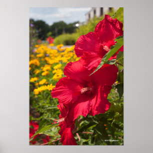Affiche Ketmie rouge