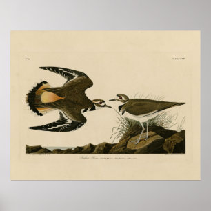 Affiche Kildeer Plover (Killdeer) Audubon Birds of America