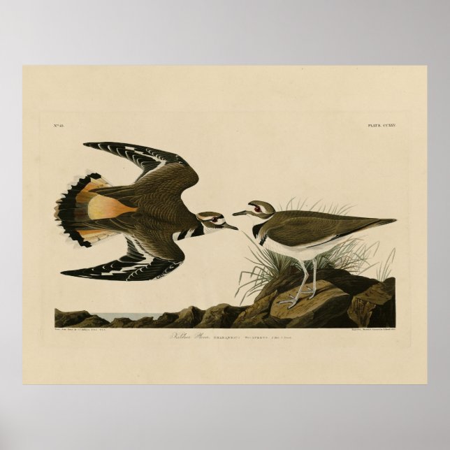 Affiche Kildeer Plover (Killdeer) Audubon Birds of America (Devant)