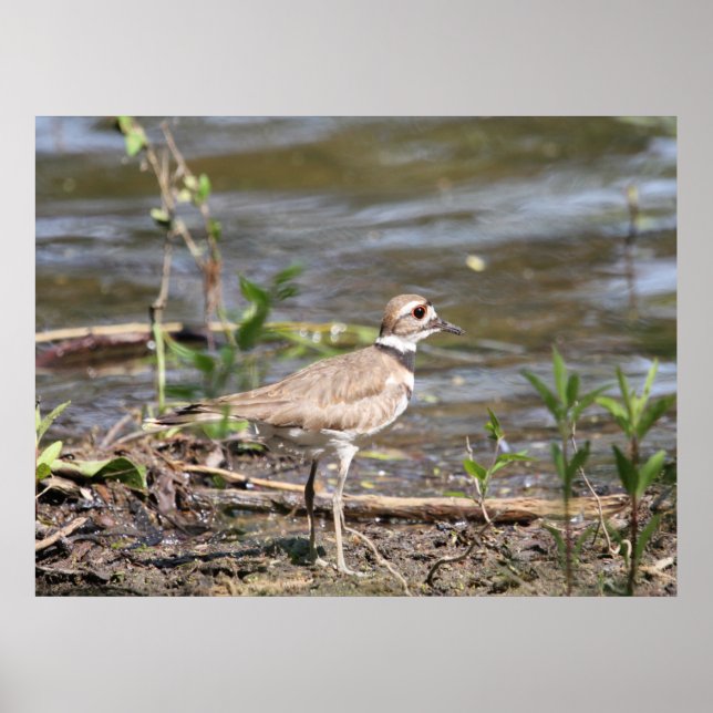 Affiche Killdeer Bird (Devant)