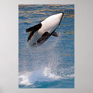 Affiche Killer whale jumping out of water