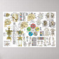 Kinéiologie appliquée Chiropratique Ostéopathe Pos