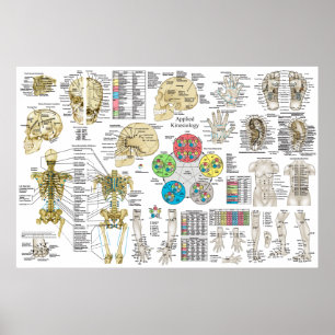 Affiche Kinéiologie appliquée Chiropratique Ostéopathe Pos