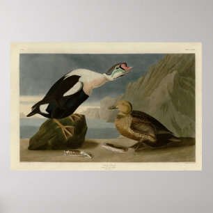 Affiche King Duck (roi Eider) Audubon's Birds of America