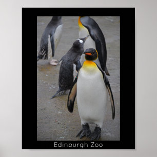 Affiche King Penguin & Friends Edinburgh Zoo Écosse