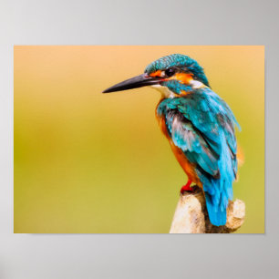 Affiche Kingfisher