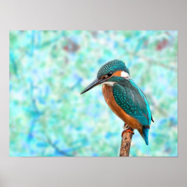 Affiche Kingfisher Bird Blue Abstrait (Devant)