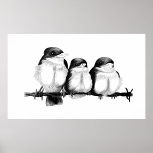 Affiche Kingfisher Chicks