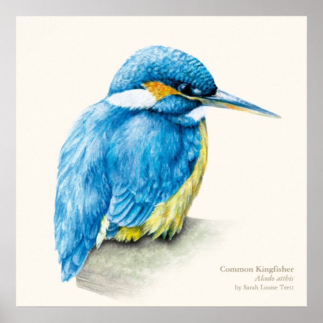 Affiche Kingfisher Empreinte ornithologique (Devant)