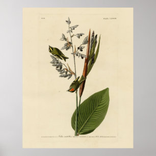 Affiche Kinglet couronné d'or, les oiseaux d'Amérique d'Au