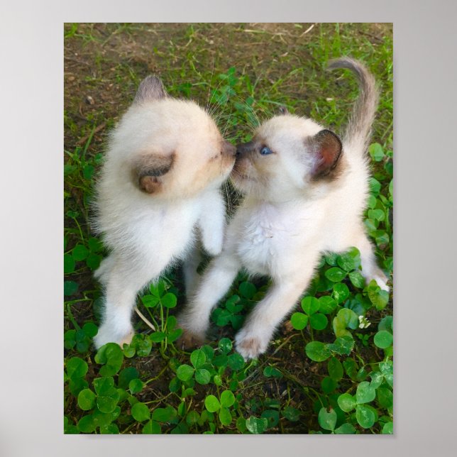 Affiche kissing kittens (Devant)