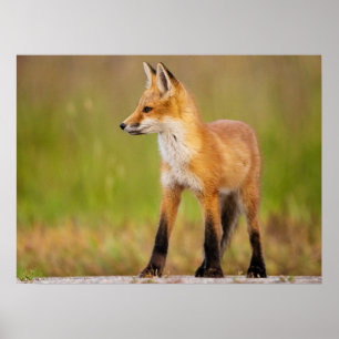 Affiche Kit Red Fox