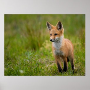 Affiche Kit Renard Rouge Dans Pré Grassy
