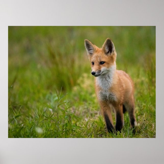 Affiche Kit Renard Rouge Dans Pré Grassy (Devant)