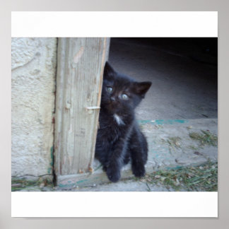 Affiche Kitten