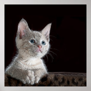 Affiche Kitten