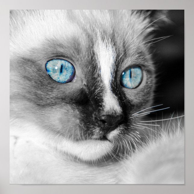 Affiche Kitten blanc aux yeux bleus (Devant)