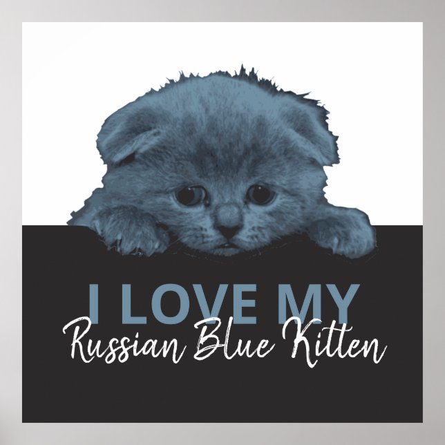 Affiche Kitten bleu russe (Devant)
