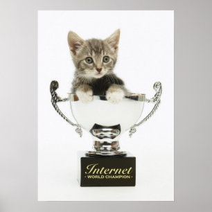 Affiche Kitten dans un trophée
