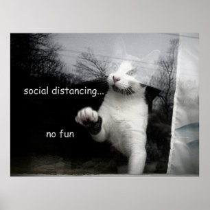 Affiche Kitten Distances Sociales