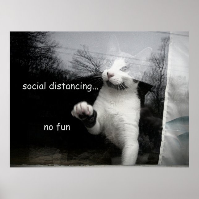 Affiche Kitten Distances Sociales (Devant)
