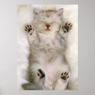 Affiche Kitten dormant sur un tapis blanc, haut