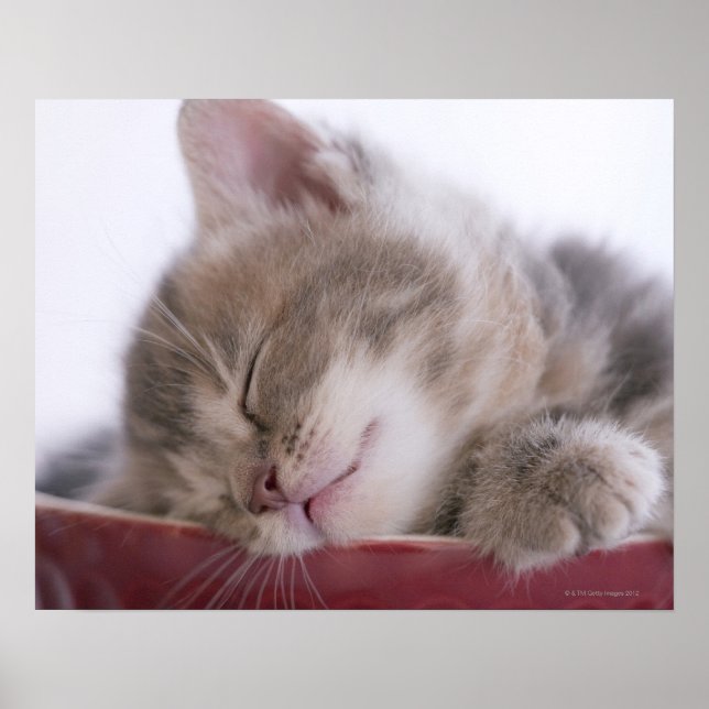 Affiche Kitten Dormir dans le Bowl 2 (Devant)