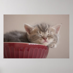 Affiche Kitten Dormir Dans Un Bowl