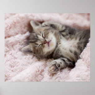Affiche Kitten Dormir sur la serviette