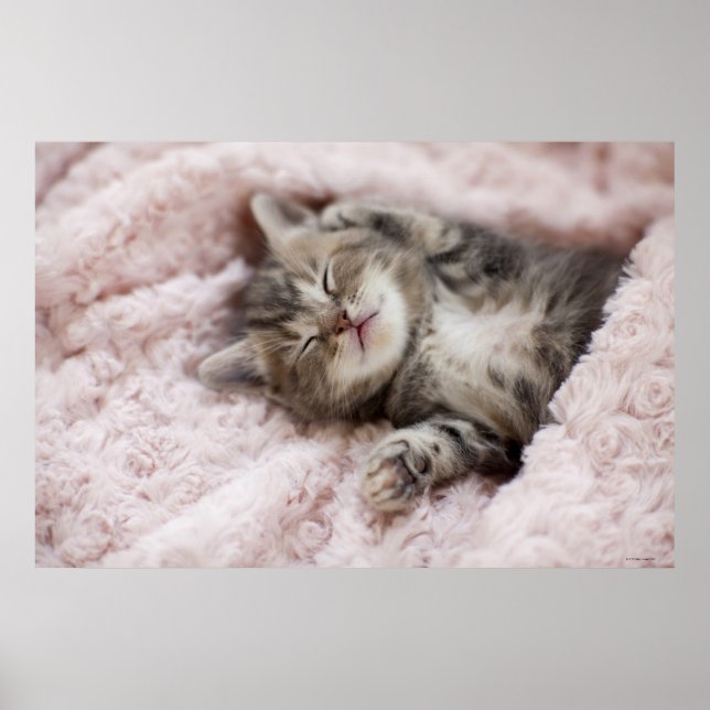Affiche Kitten Dormir sur la serviette (Devant)