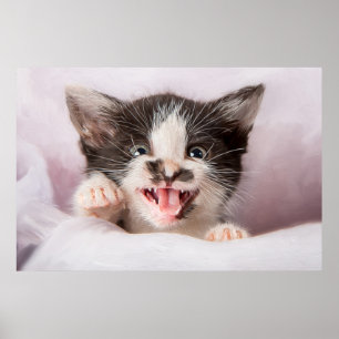 Affiche Kitten en colère avec effet peinture à l'huile