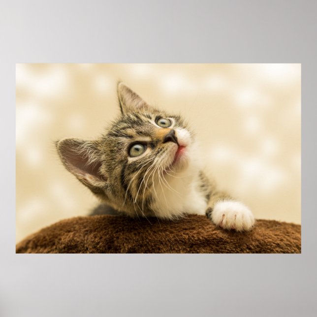 Affiche Kitten le plus mou jamais (Devant)